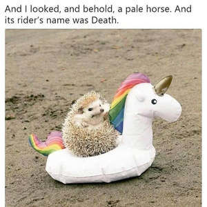 Meet your Posher, Kendall